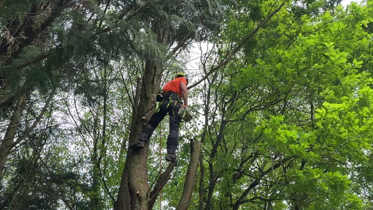Best Tree and Shrub Care  in Pierceton, IN
